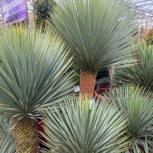 Juka (Yucca Rostrata) ´BLUE SWAN´ - výška 25-35 cm, Ø 25-35 cm, kont. C7L (-22°C)